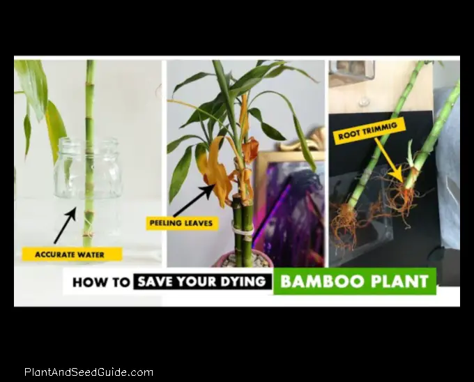 how to revive a dying bamboo plant