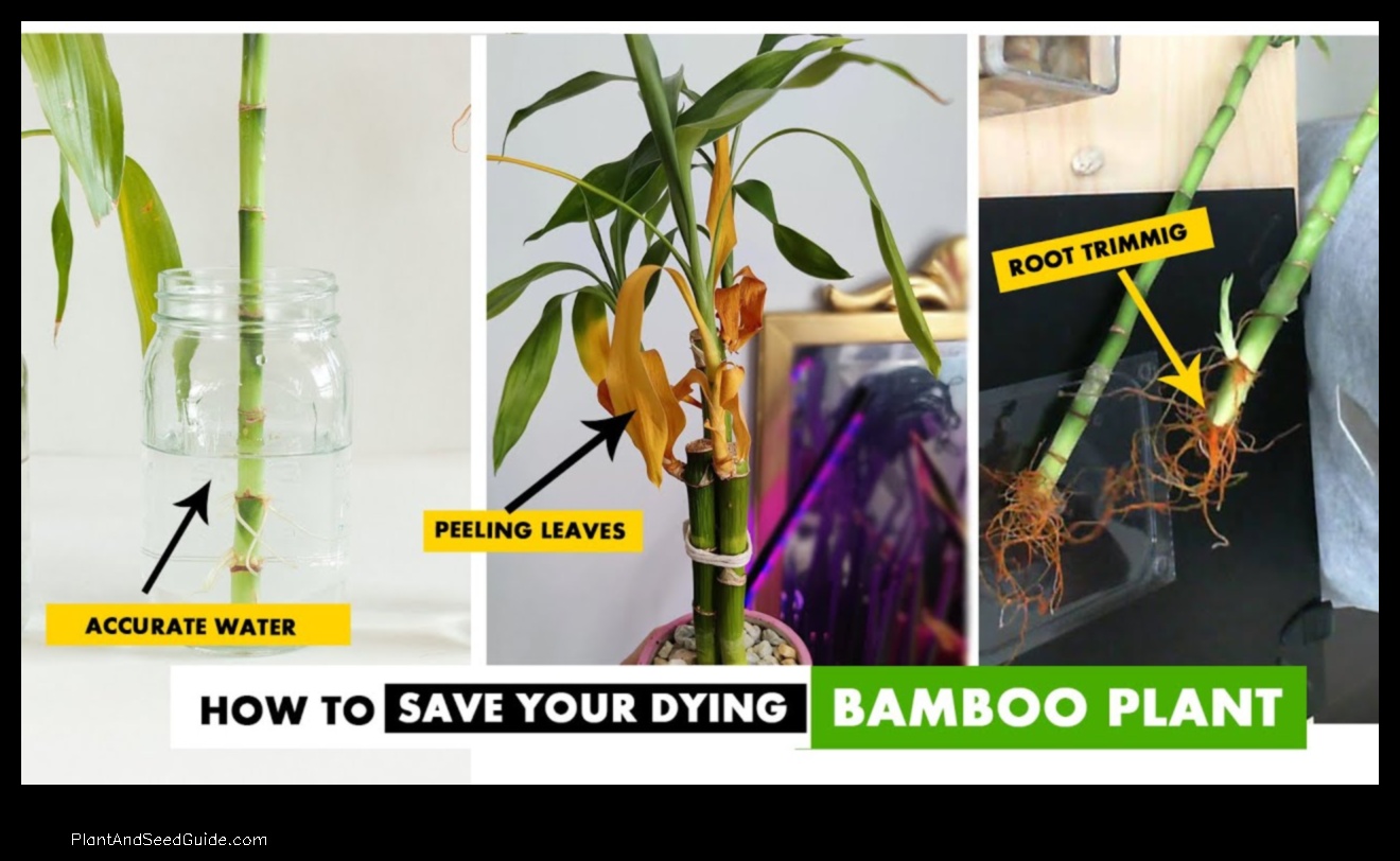 how to revive a dying bamboo plant