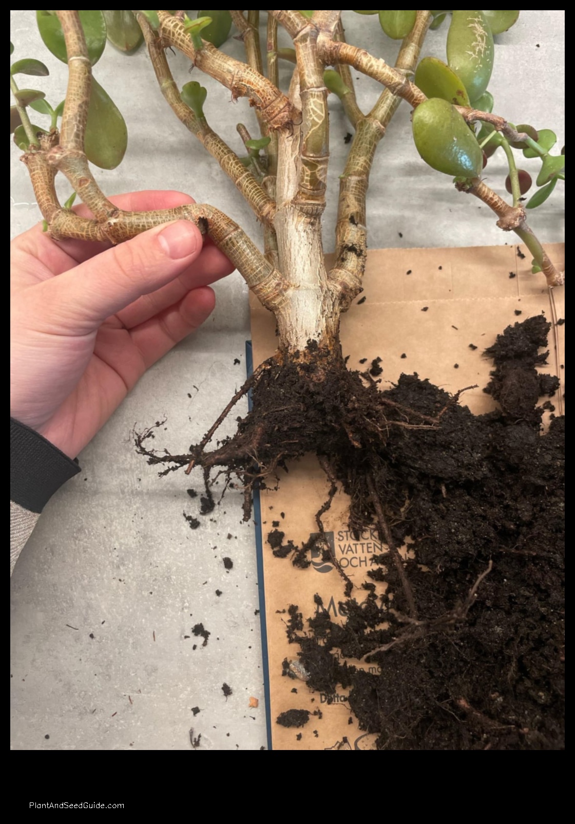how to save jade plant from root rot