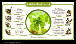 5 Ways to Use Vicks Plant for Natural Healing