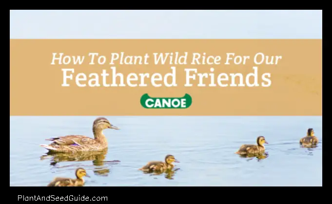 how to plant wild rice for ducks