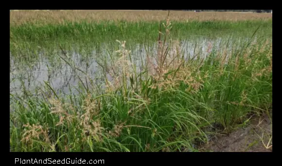 A Guide to Planting Wild Rice for Ducks