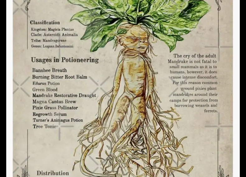 A Magical Herb for Many Potions the Mandrake Root