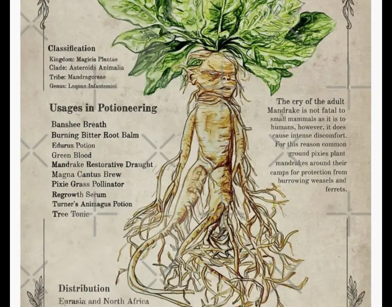 A Magical Herb for Many Potions the Mandrake Root