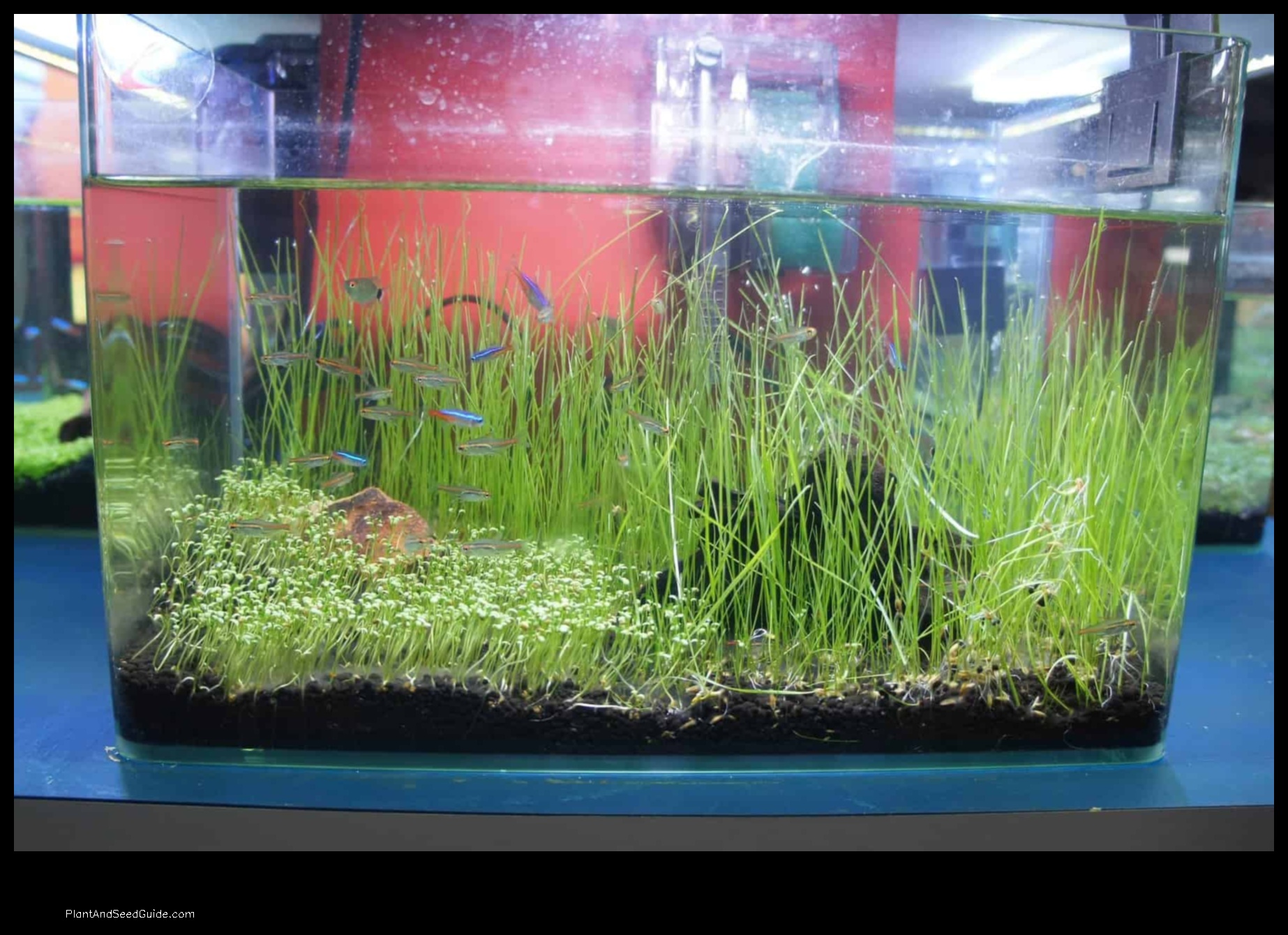 how to plant dwarf hairgrass in aquarium