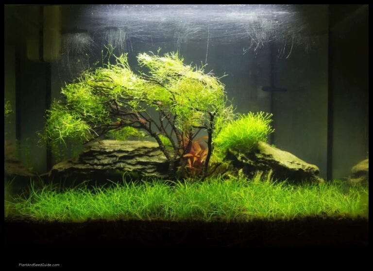 A Step by Step Guide to Planting Dwarf Hairgrass in Your Aquarium