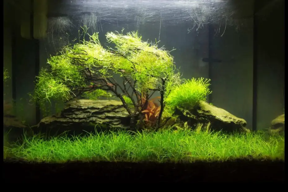 A Step by Step Guide to Planting Dwarf Hairgrass in Your Aquarium