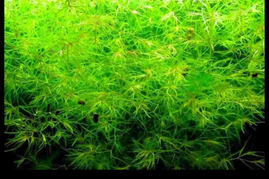 A Step by Step Guide to Planting Guppy Grass