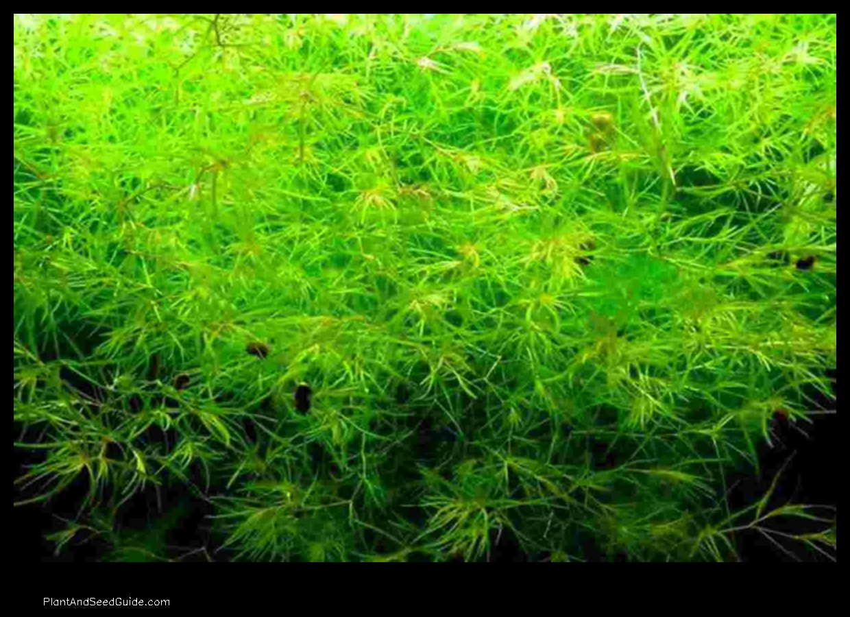 how to plant guppy grass