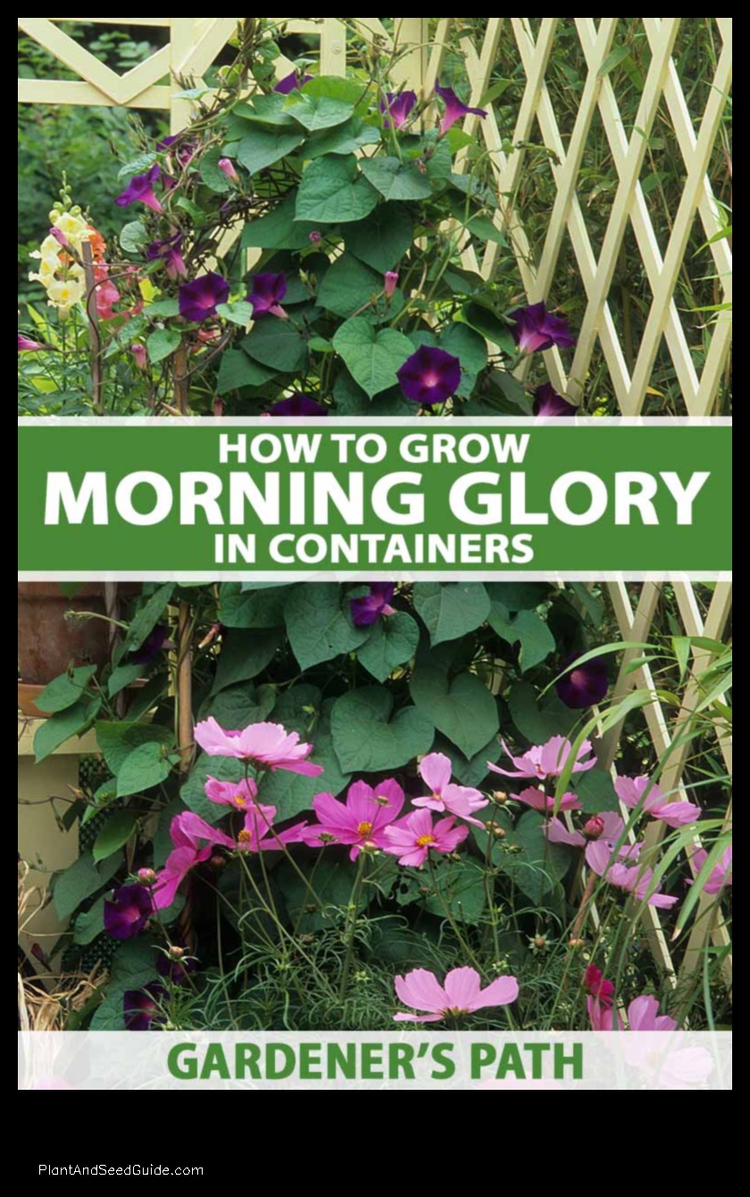 how to plant morning glory in a hanging basket