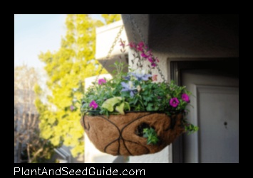 A Step by Step Guide to Planting Morning Glories in a Hanging Basket