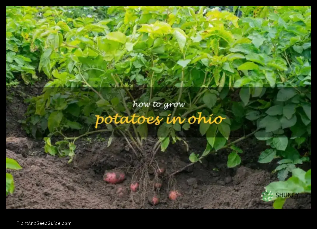 how to plant potatoes in ohio