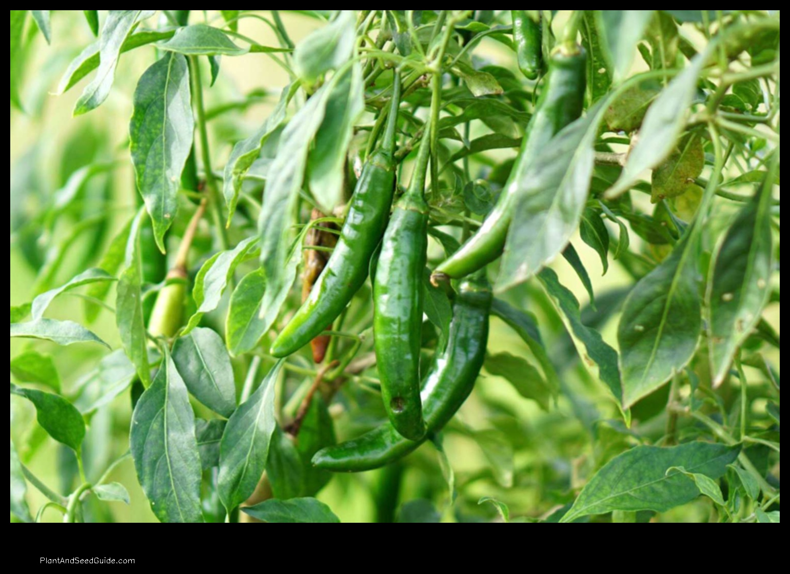 how to plant serrano peppers