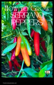 A Step by Step Guide to Planting Serrano Peppers