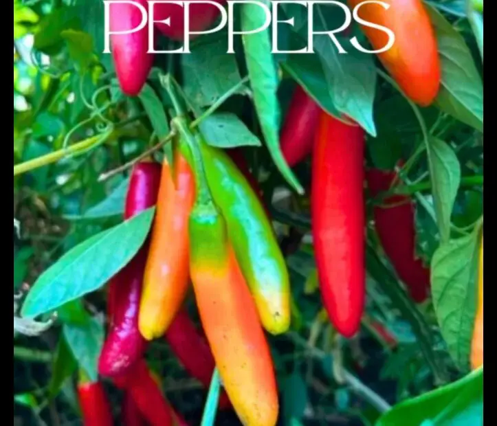 A Step by Step Guide to Planting Serrano Peppers