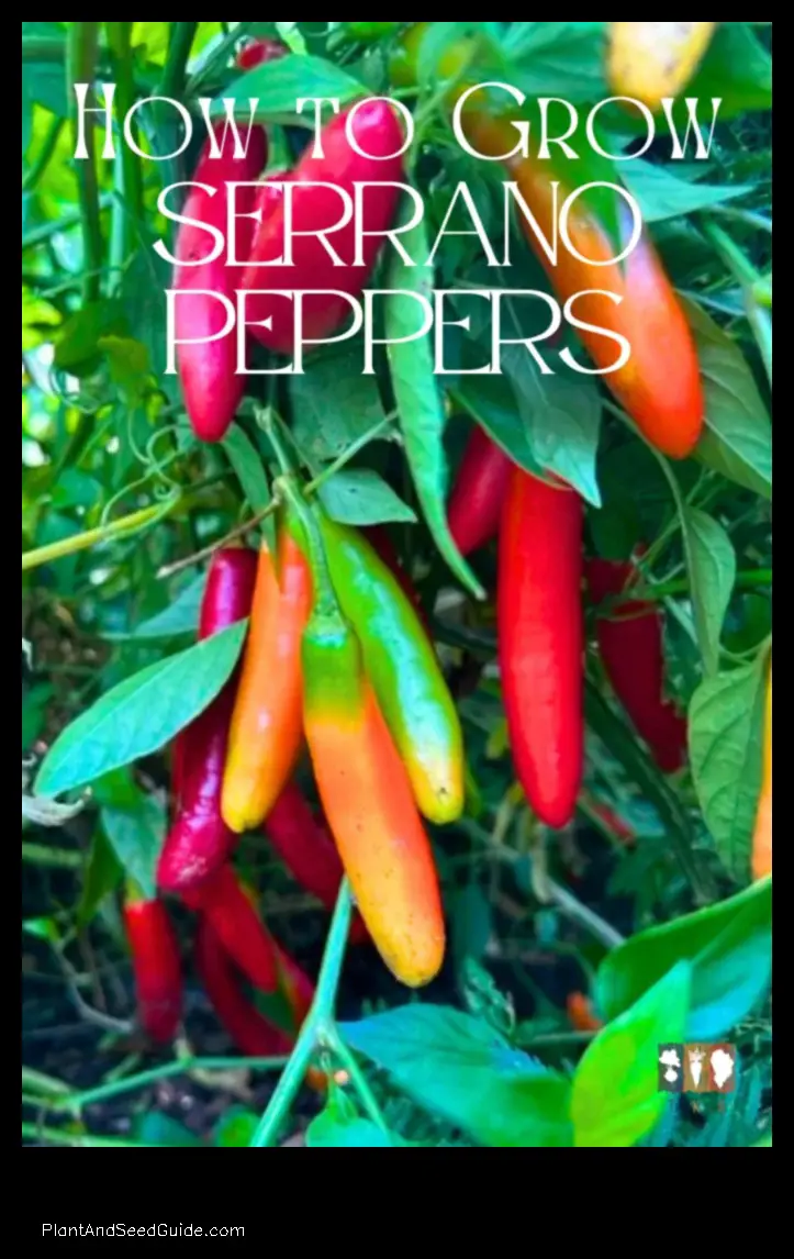 how to plant serrano peppers