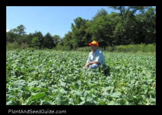 how to plant clover food plot