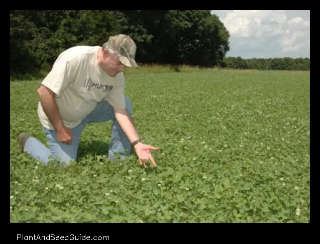 A Step by Step Guide to Planting a Clover Food Plot