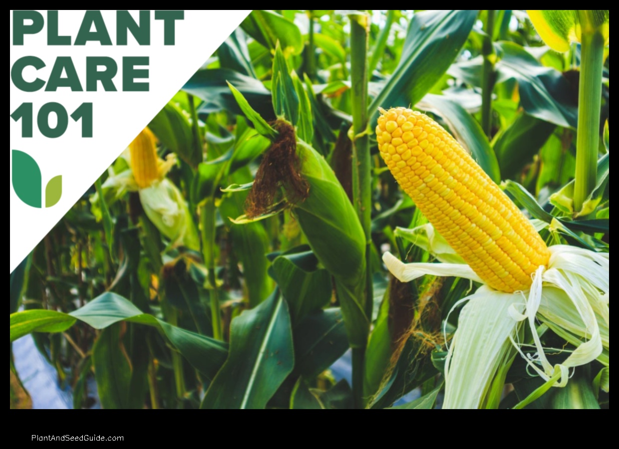 how to transplant a corn plant