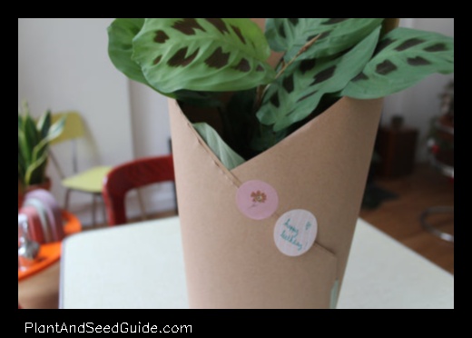 A Step by Step Guide to Wrapping a Potted Plant
