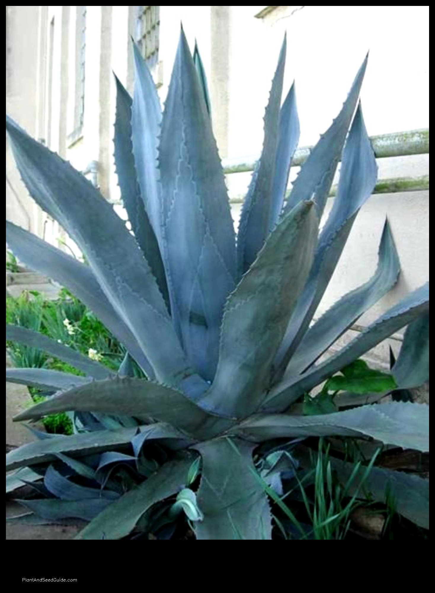 how much is an agave plant