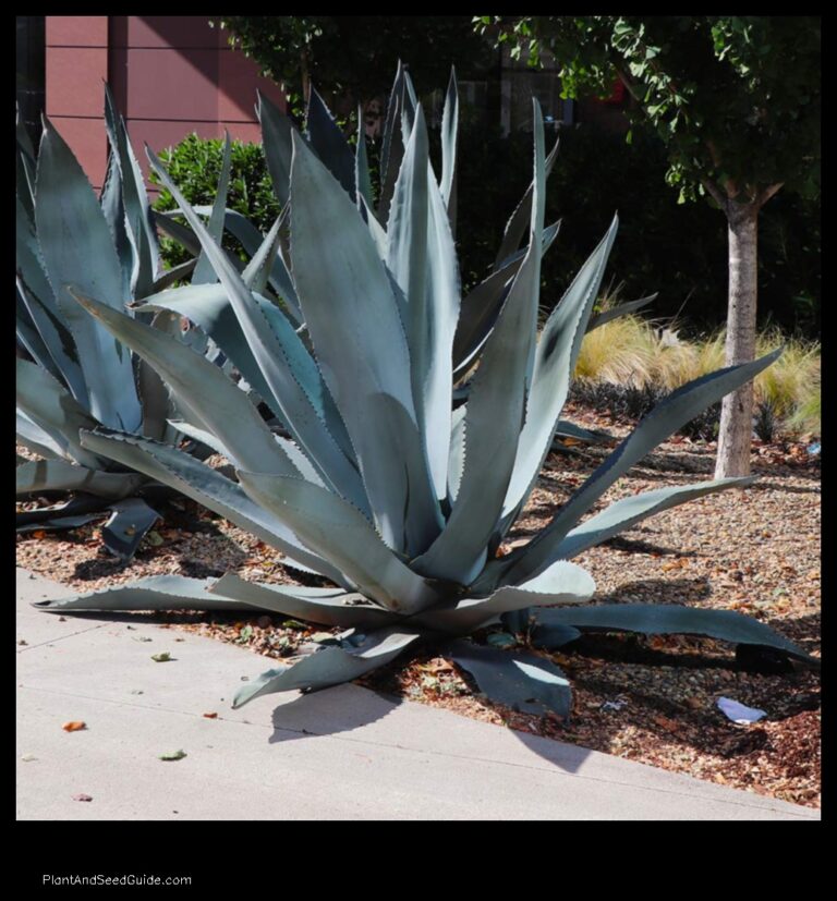 Agave Plants How Much Does it Cost