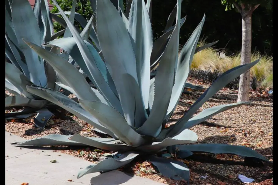 Agave Plants How Much Does it Cost