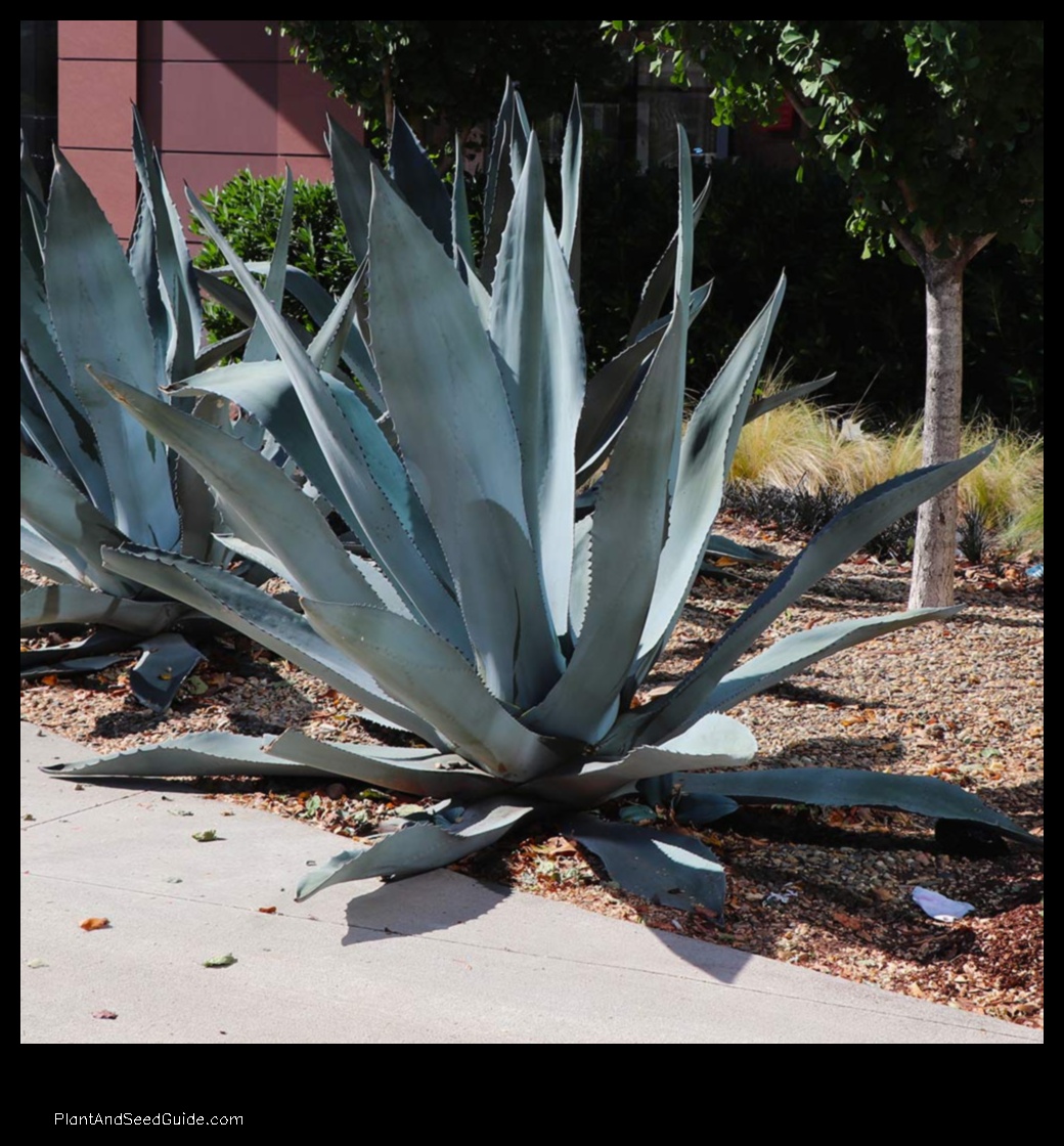 how much is an agave plant