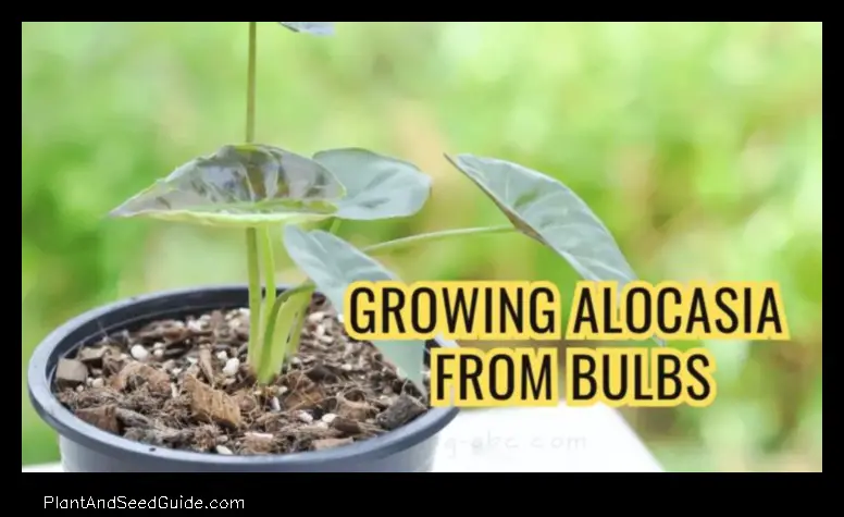 how to plant alocasia bulb