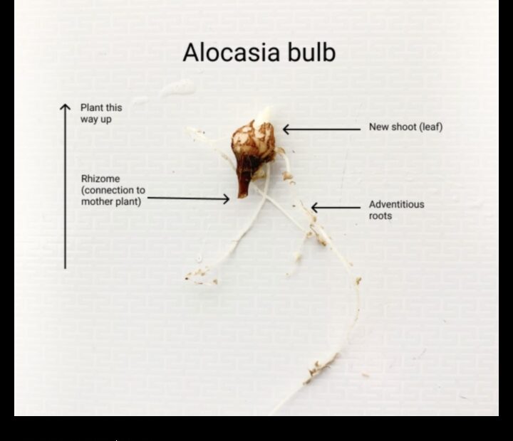 Alocasia Bulb Planting a Step by Step Guide
