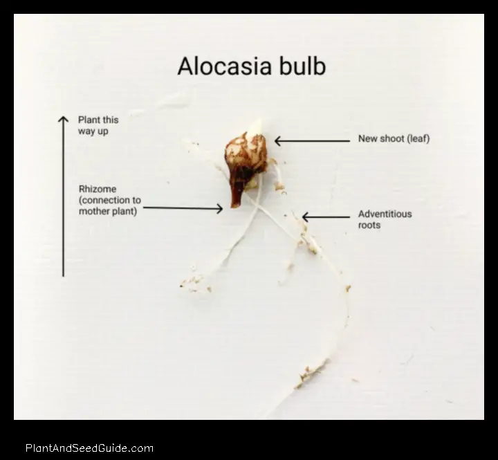 how to plant alocasia bulb
