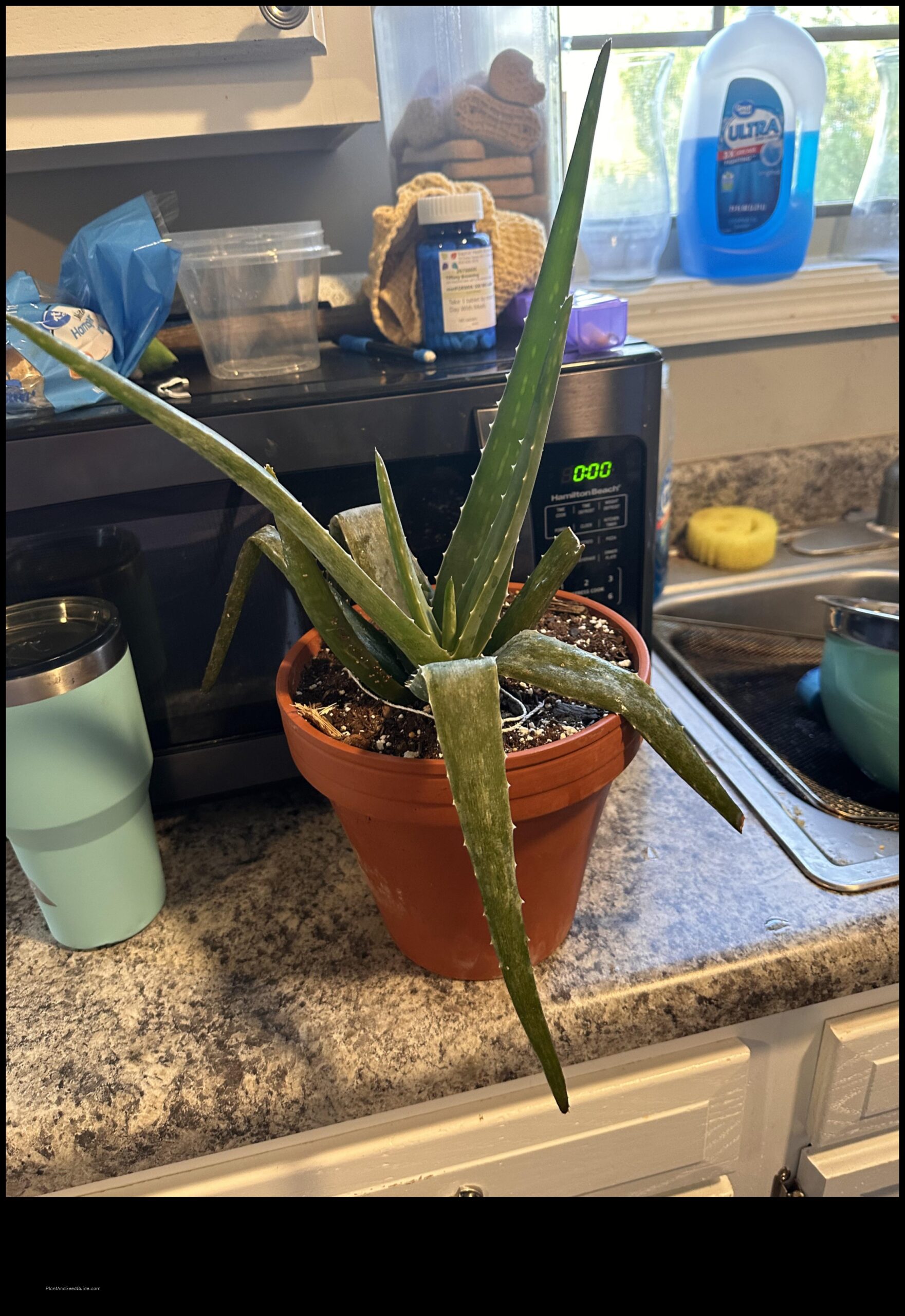 my aloe plant froze what to do