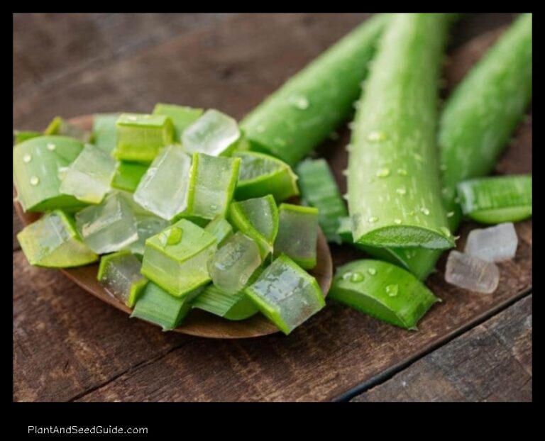Aloe Plant Froze What to Do