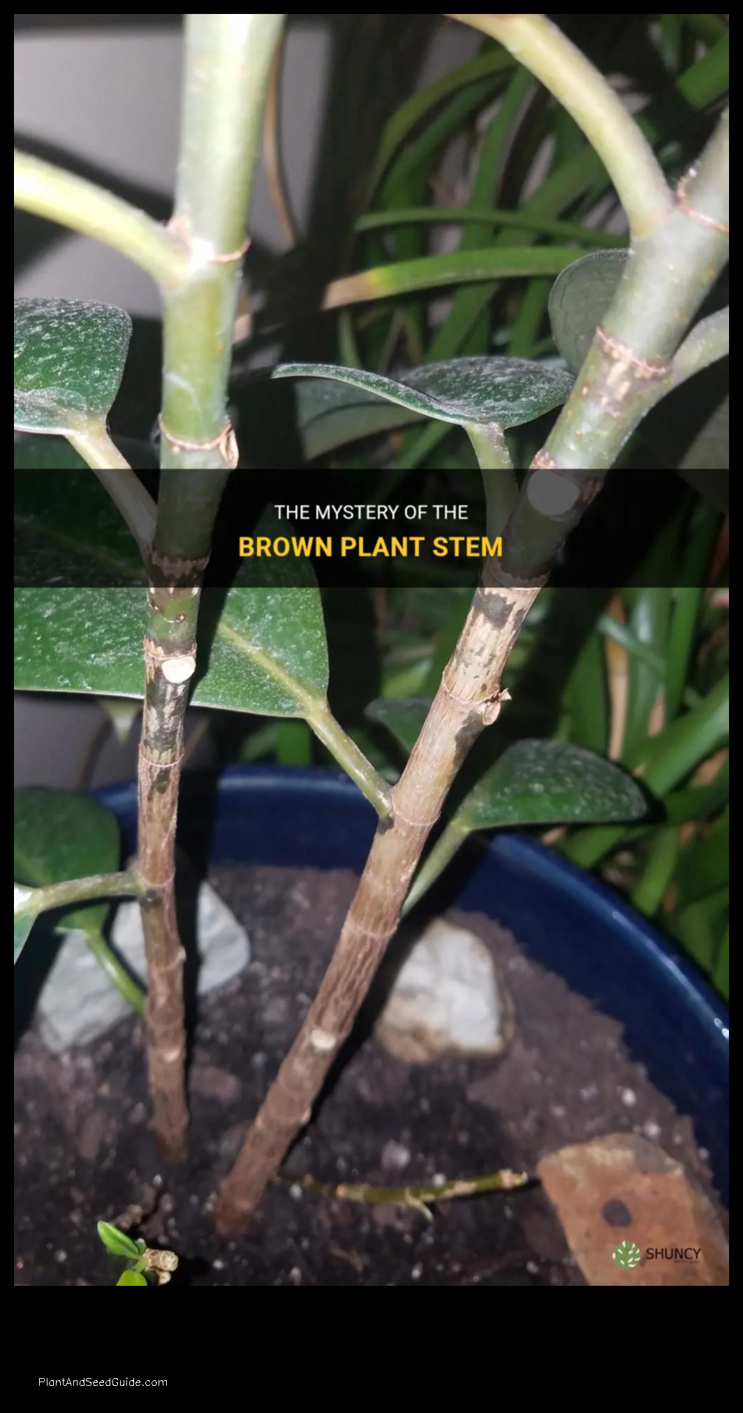 why is the stem of my plant turning brown