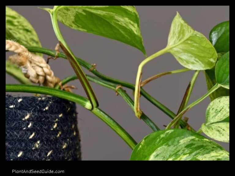 Brown Stems Whats Causing Them and How to Fix It