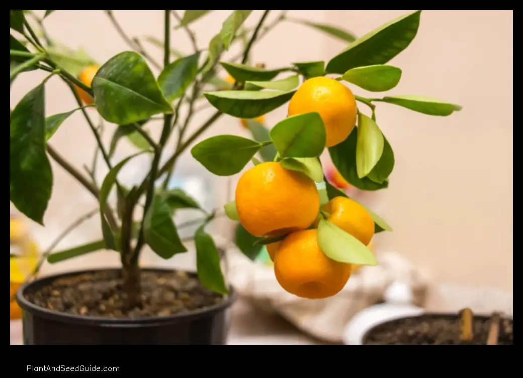 how to take care of calamansi plant