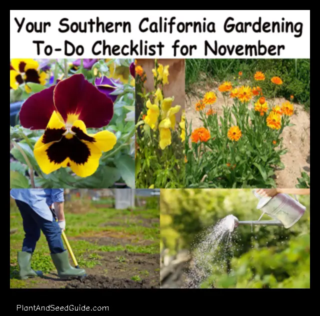 what to plant in november in california