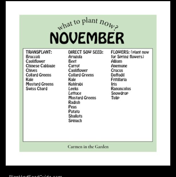 California Gardening What to Plant in November