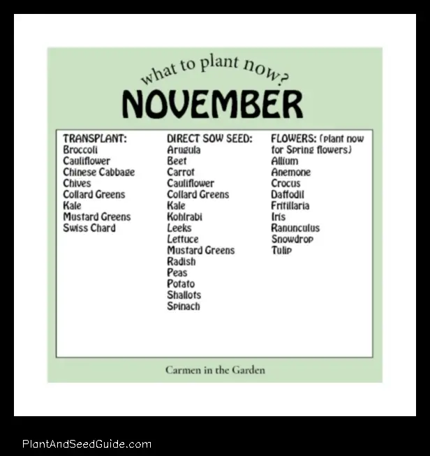 what to plant in november in california