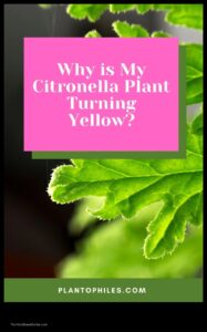Citronella Plant Turning Yellow Whats Wrong and How to Fix it