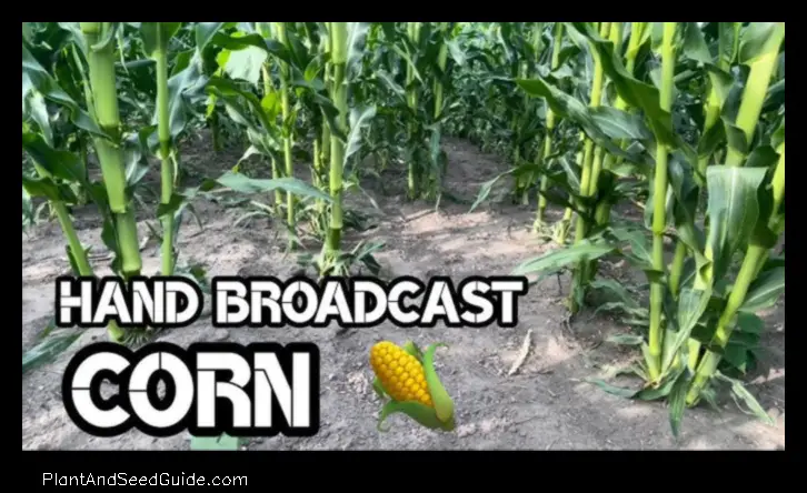 Cornucopia of Corn How to Plant Corn Without a Planter