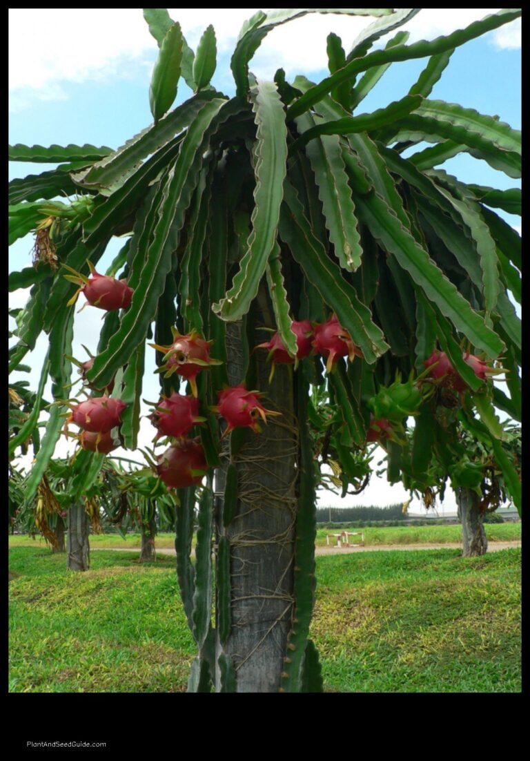 Dragon Fruit Yield How Many Fruits Can a Plant Produce