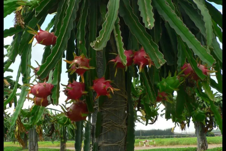 Dragon Fruit Yield How Many Fruits Can a Plant Produce