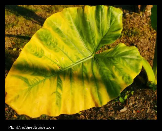 Elephant Ear Plant Turning Yellow Causes and Solutions