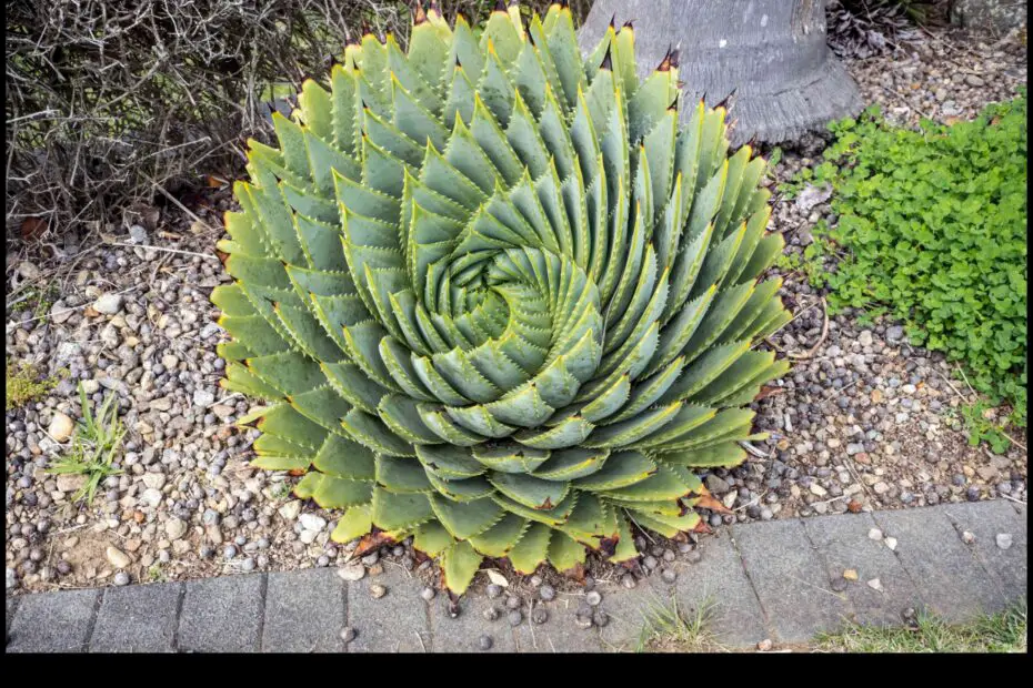Find the Best Spiral Aloe Plants for Your Home