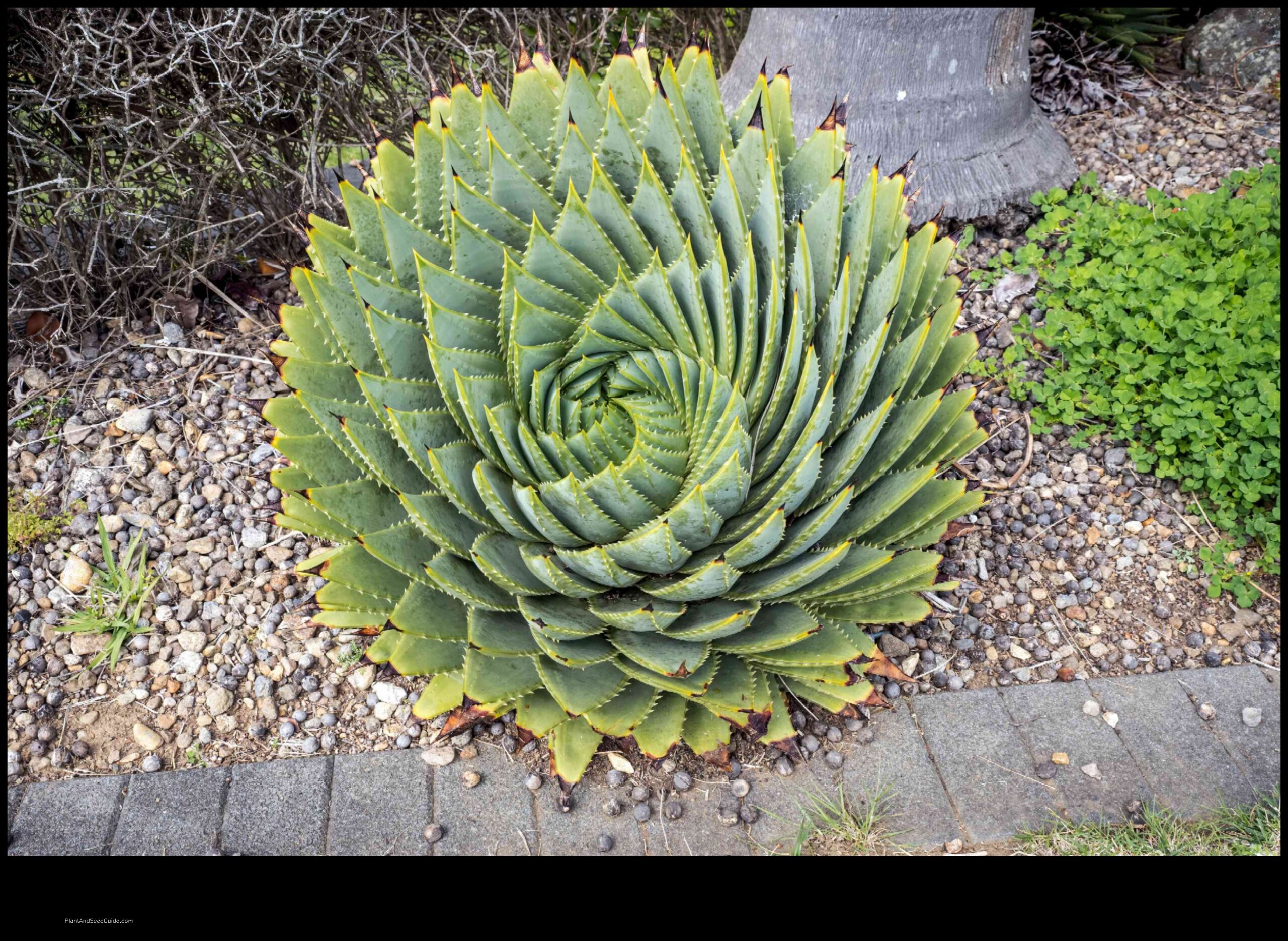 where to buy spiral aloe plant