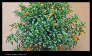 Find the Perfect Goldfish Plant for Your Home