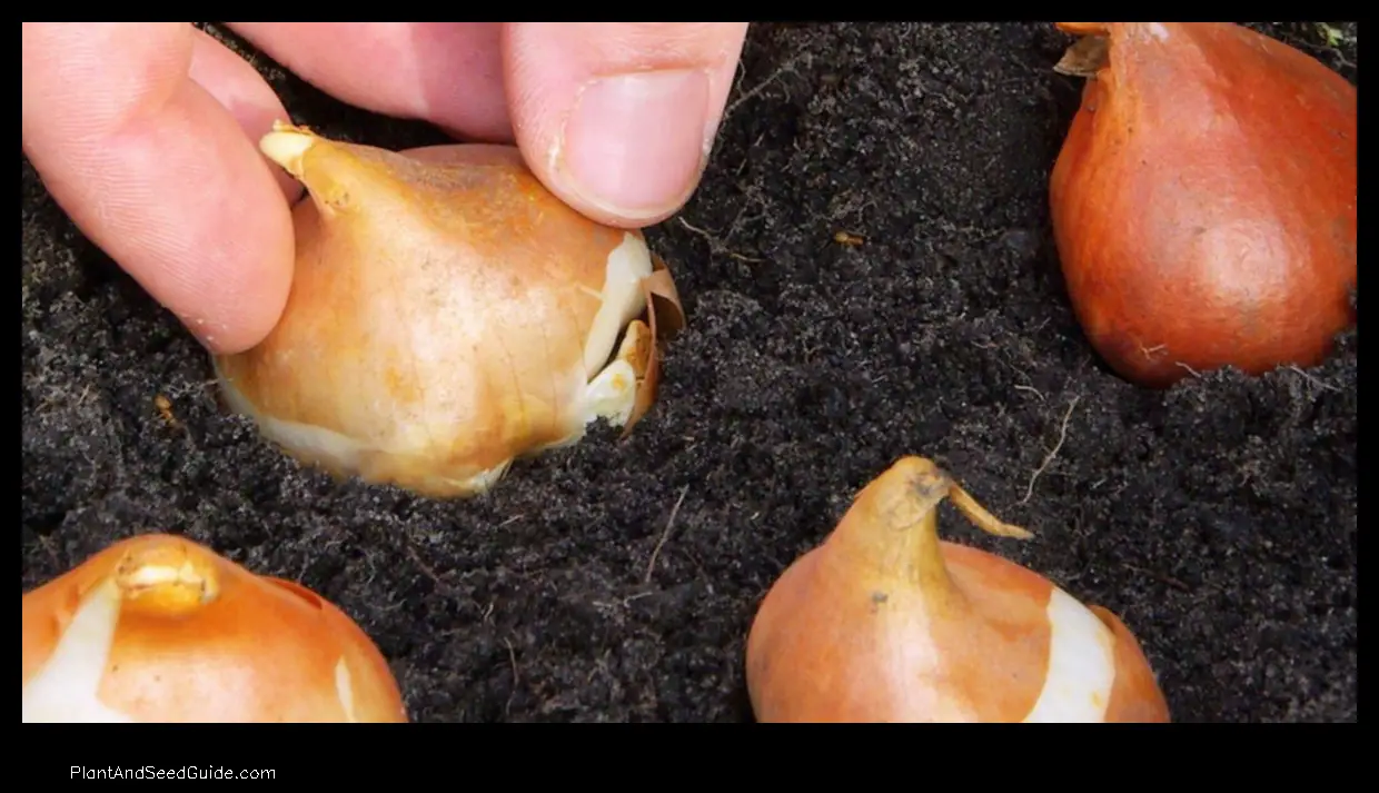 how to plant corms