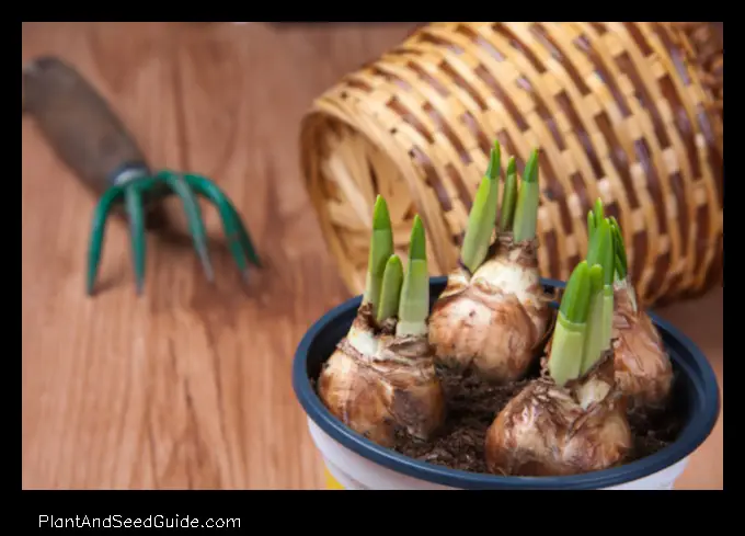 how to plant corms