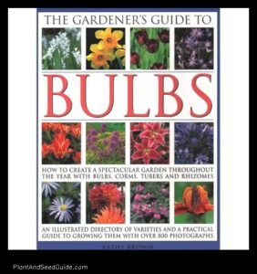 Grow Your Own Bulbs a Guide to Planting Corms